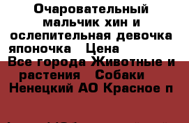 Очаровательный мальчик хин и ослепительная девочка японочка › Цена ­ 16 000 - Все города Животные и растения » Собаки   . Ненецкий АО,Красное п.